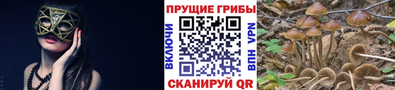 где продают   Сочи  Псилоцибиновые грибы прущие грибы 